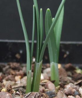 Snowdrops